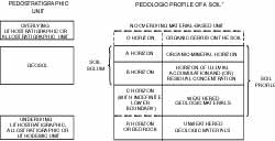 Image of Fig. 6. Relationship between pedostratigraphic units and pedologic profiles