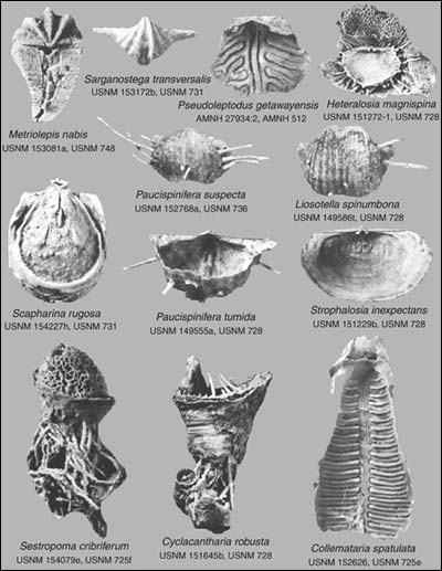Photographs of holotypes and topotypes of Brachiopod species