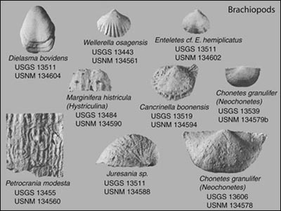  Figured Specimens of Brachiopods from the Manhattan 1:100,000 Quadarangle